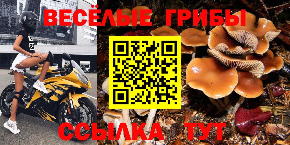Псилоцибиновые грибы Psilocybe Элиста